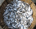 coxsbazar_fish_2