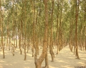 coxsbazar_jhawbon-_forest_1